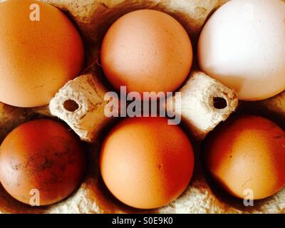 Diversamente dimensionati e organici colorati free-range uova in cartone Foto Stock