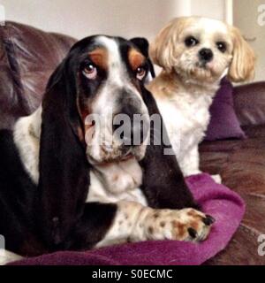 Basset Hound e Shih Tzu seduto sul divano guardando nella telecamera Foto Stock