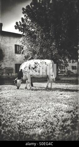 Il latte di vacca mangiare erba da giardino Foto Stock