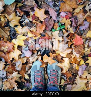 Piedi con scarpe da trekking in piedi sul suolo con foglie di autunno Foto Stock