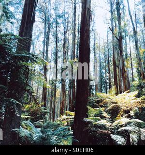 Montagna foresta di cenere, Dandenong Ranges, Victoria, Australia Foto Stock