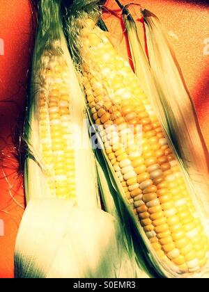 Spighe fresche di granturco dolce Foto Stock