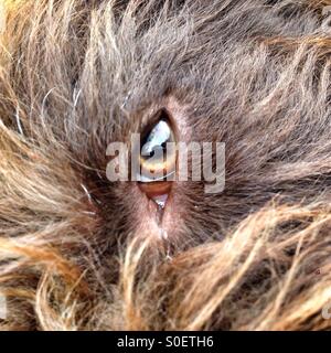Cani occhi guardando la telecamera. Brown labradoodle cani eye Foto Stock