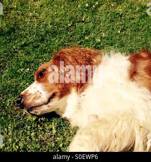 Welsh Springer Spaniel cane giacente su un giardino prato in una calda giornata estiva Foto Stock