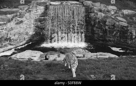 Tiger davanti a cascata Foto Stock