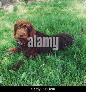 Marrone cane labradoodle guardando la telecamera Foto Stock