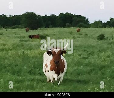 Texas Longhorn in piedi in campo. Foto Stock