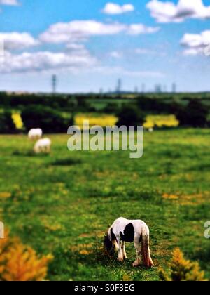 Cavalli al pascolo in campo, Anzio, Borough di Gravesham, sud-est dell' Inghilterra, Regno Unito, Europa Foto Stock