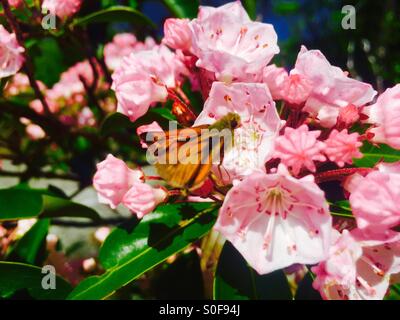 Farfalle e fiori Foto Stock