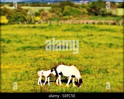 Cavalli al pascolo in campo, Anzio, Borough di Gravesham, sud-est dell' Inghilterra, Regno Unito, Europa Foto Stock