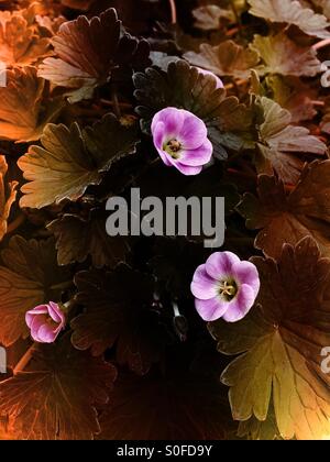 Rosa Cranesbill fiorito Foto Stock