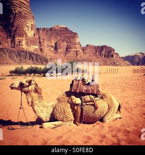 Camel nel Wadi Rum desert. Foto Stock