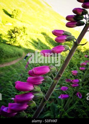 Foxgloves su Malvern Hills Foto Stock