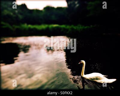 Swan nuoto nel lago, Chiswick House Gardens, London Borough di Hounslow, West London, England, Regno Unito, Europa Foto Stock