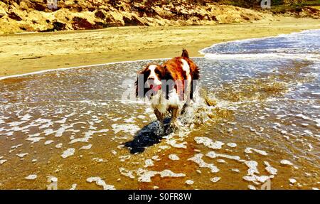 Felice wet English Springer Spaniel recupera palla da le onde su una regione del nord della California Beach nel giugno. Foto Stock