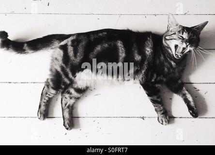 Gatto che ride Foto Stock