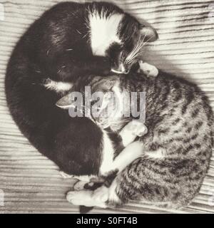 Gatti yin e yang Foto Stock