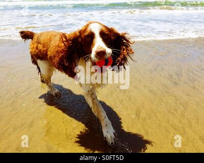 Bagnato e felice English Springer Spaniel recupera la sua palla da le onde su una soleggiata spiaggia della California in estate. Foto Stock
