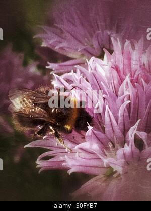 Bumble Bee sul fiore di erba cipollina Foto Stock