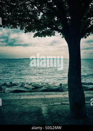 Albero dal Mar Baltico Sassnitz Germania Foto Stock