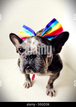 Un simpatico vecchio bulldog francese indossando un arcobaleno striped prua. Foto Stock