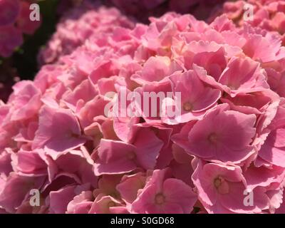 Close-up di rosa fiori di ortensie che crescono in un giardino irlandese Foto Stock