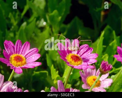 Daddy Long legs sul fiore Foto Stock