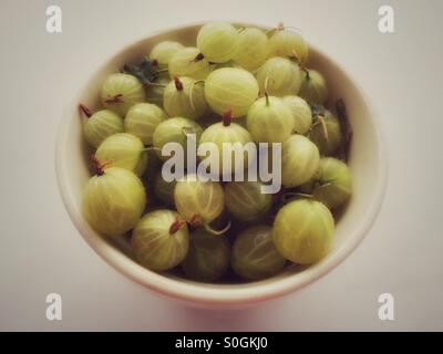 Bacino di bianco di appena raccolto uva spina. Foto Stock