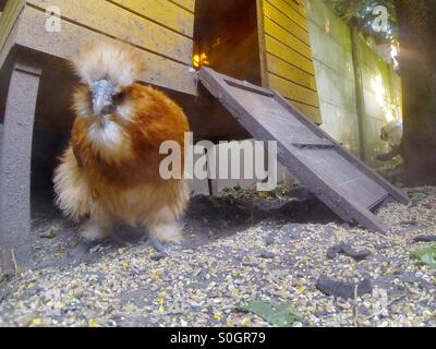 Pollo silkie soffice in piedi davanti al suo pollaio di legno, Rijkevorsel, Belgio Foto Stock