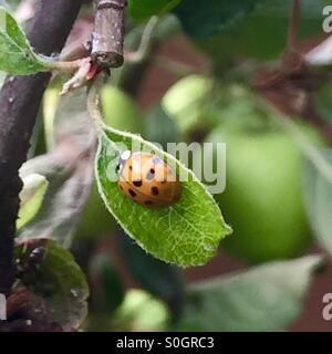 Coccinella giallo con macchie nere su una foglia di un albero di mele Foto Stock