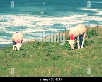 Pecore al pascolo sulle scogliere di Rhossili Bay, Gower. Foto Stock