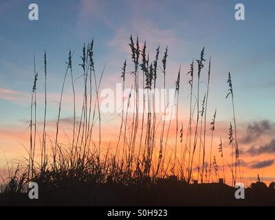 Seaoats sulla sommità di una duna si stagliano contro il Cielo di tramonto sull isola Keola, Carolina del Sud. Foto Stock