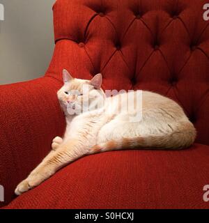 Un pelo di gatto bianco salotti con la sua zampata esteso su un arancio brillante sedia imbottita Foto Stock