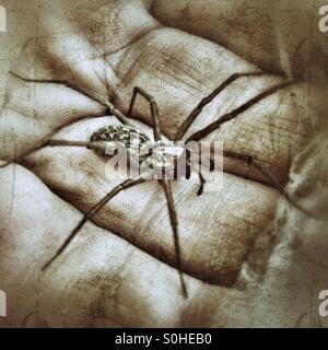 Funnel-Web Weaver Spider seduto su una mano Mans Foto Stock