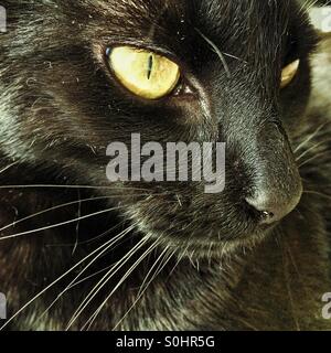 Un bellissimo gatto nero con gli occhi gialli Foto Stock
