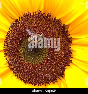 Un hover volare seduti su un girasole in un giardino in estate Foto Stock