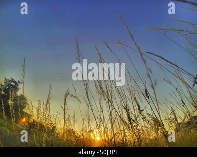 Alte erbe selvatiche illuminate da un tramonto dorato, angolazione bassa, Rijkevorsel, Belgio Foto Stock