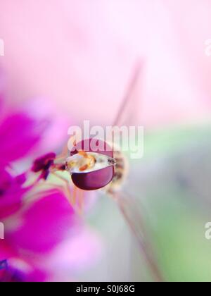 Hover volare su un allium fiore Foto Stock