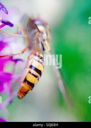 Hover volare su un allium fiore Foto Stock
