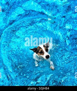 Cane di nuoto in piscina; fotografato dal di sopra. Foto Stock