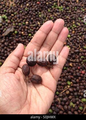 Appena raccolto bacche di caffè di essiccazione al sole in India Foto Stock