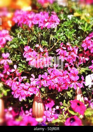 Close up di gerani rosa in Window box Foto Stock