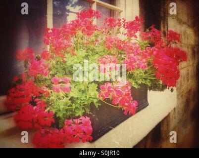 Gerani rosa in Window box Foto Stock
