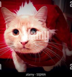 Natale gattino indossando Santa outfit Foto Stock