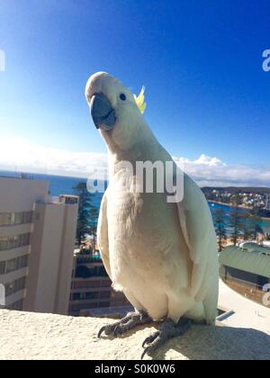 Cockatoo close-up Foto Stock