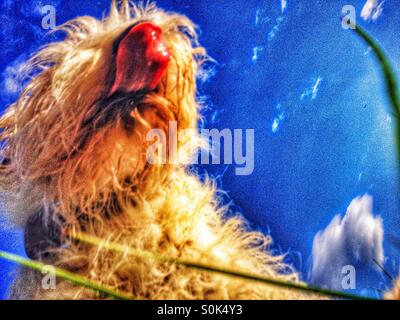 Cerca fino al cane leccare le sue labbra con nuvoloso cielo blu Foto Stock