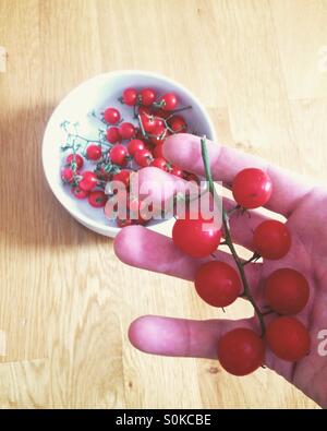 Red mini pomodori ciliegia in mano mans Foto Stock