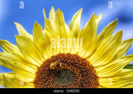 Un'immagine ravvicinata di un luminoso giallo girasole con un miele delle api per raccogliere il polline su di esso. Foto Stock