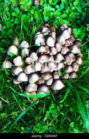 Funghi Foto Stock