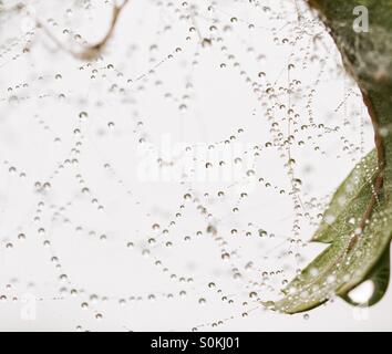 Le goccioline di acqua raccolta su una spider web su una fredda mattina. Foto Stock